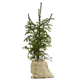 arbre de noel - epicea commun en pot -pochon